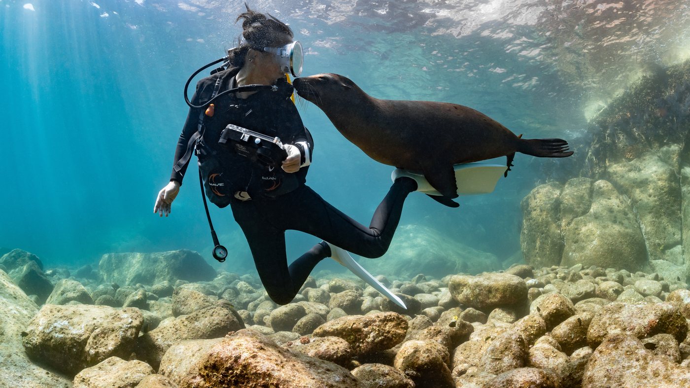 Buceo con lobos marinos en el Mar de Cortés