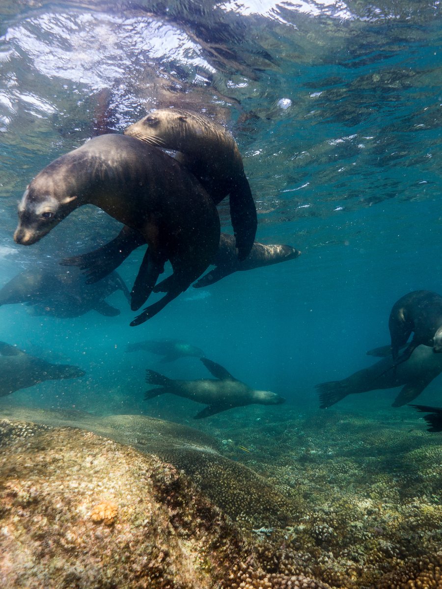 Lobos marinos en Isla Espíritu Santo
